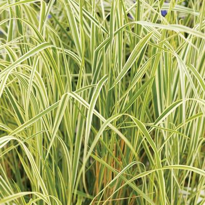 Calamagrostis acutiflora Overdam