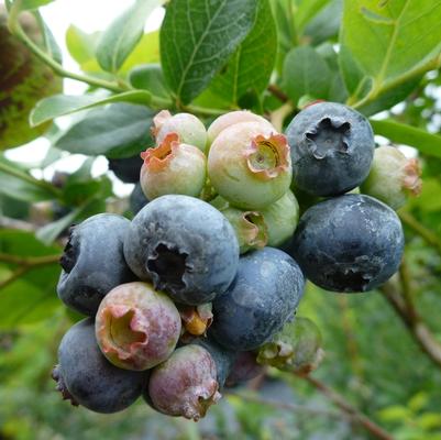 Vaccinium corymbosum Northland