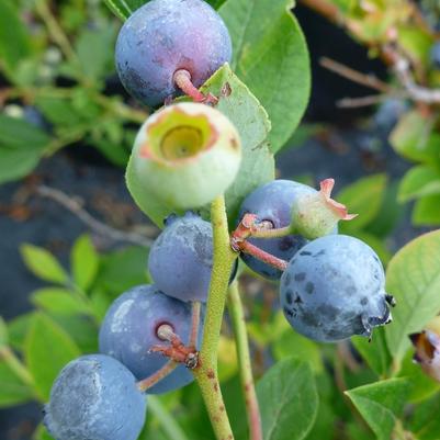 Vaccinium corymbosum Polaris