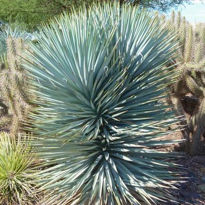 Yucca rigida Blue Sentry