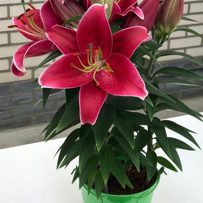 Lilium oriental Lily Looks Sunny Keys