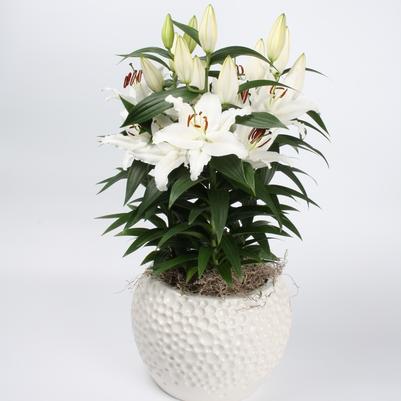 Lilium oriental Lily Looks Sunny Bahamas