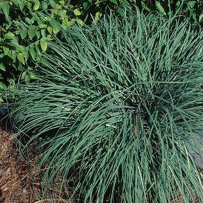 Carex flacca Blue Zinger