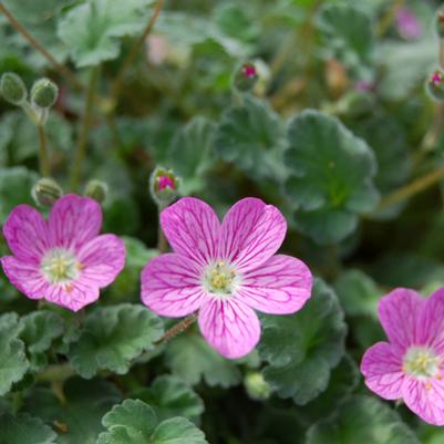 Erodium x variabile Bishop's Form