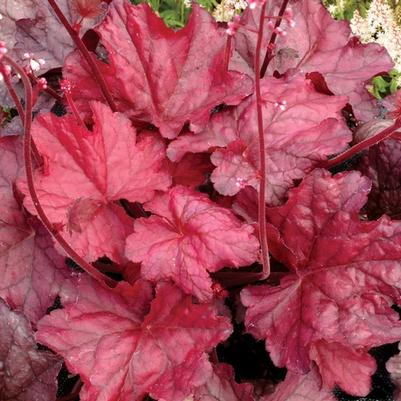 Heuchera Fire Chief