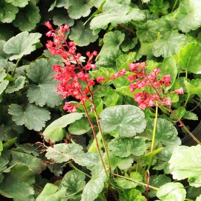 Heuchera sanguinea Bressingham