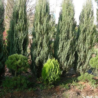 Juniperus virginiana Blue Arrow