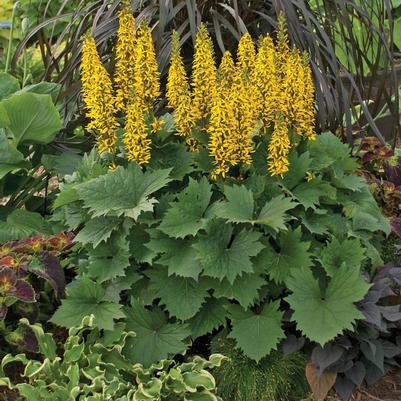 Ligularia stenocephala Bottle Rocket