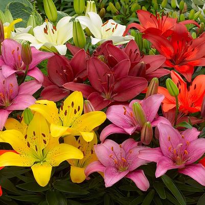 Lilium asiatica Combination