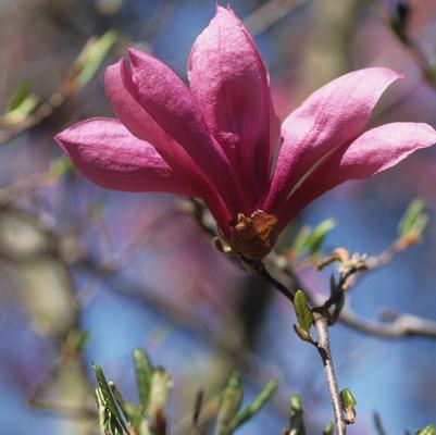 Magnolia liliflora Betty