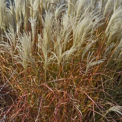 Miscanthus sinensis Purpurascens