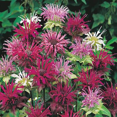 Monarda didyma Panorama Mixture