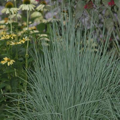 Schizachyrium scoparium The Blues