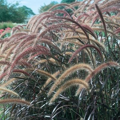 Pennisetum setaceum Rubrum