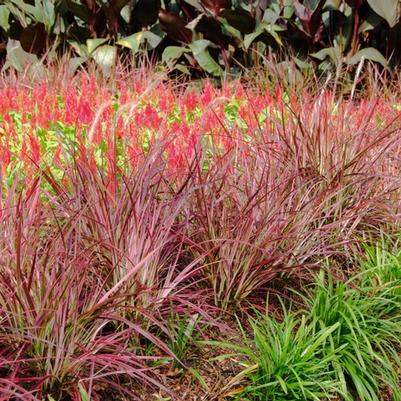 Pennisetum setaceum ; Fireworks