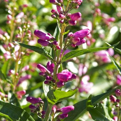 Penstemon barbatus Rondo Mix