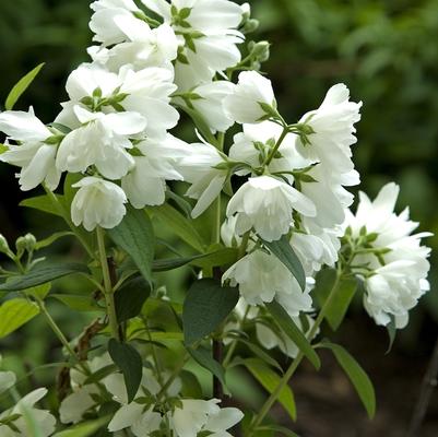 Philadelphus virginalis Snowbelle