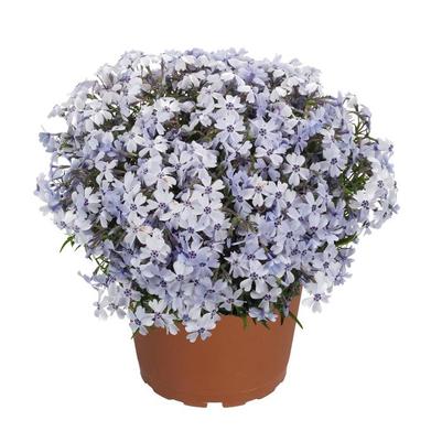 Phlox subulata Spring Blue Improved