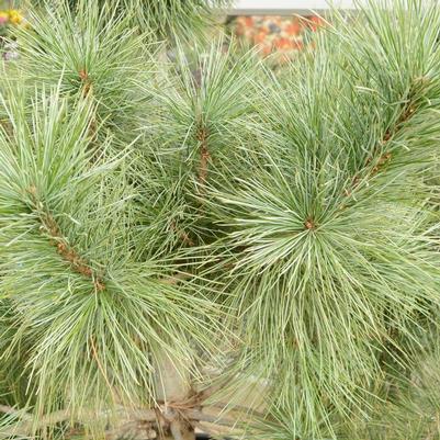 Pinus flexilis Domingo