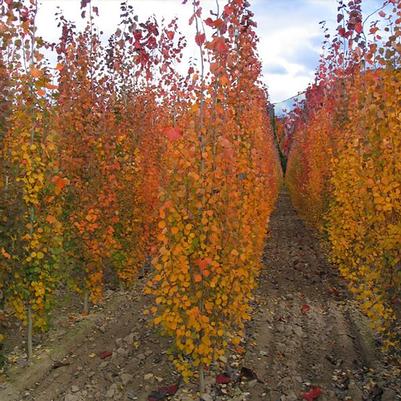 Populus tremula Erecta