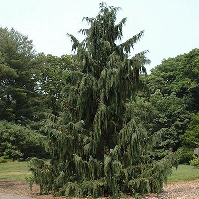 Chamaecyparis nootkatensis Glauca Pendula