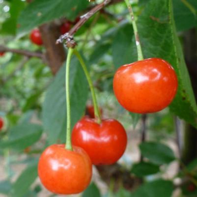 Prunus cerasus Montmorency