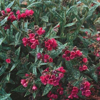 Pulmonaria saccharata Raspberry Splash