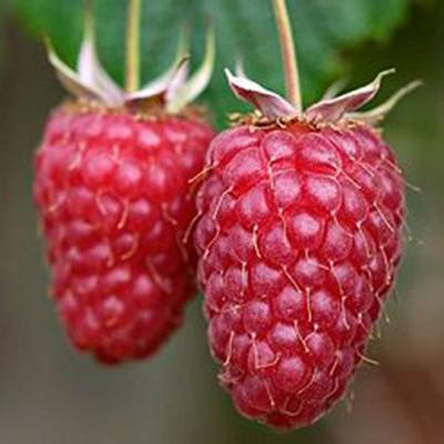 Rubus idaeus var. strigosus Willamette