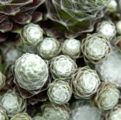 Sempervivum arachnoideum Cobweb