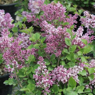 Syringa x prestoniae Royalty