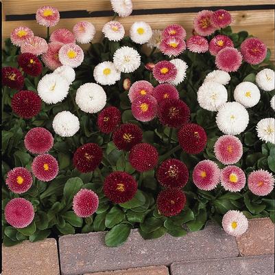 Bellis perennis Bellissima™ Mixture