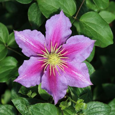 Clematis Piilu™