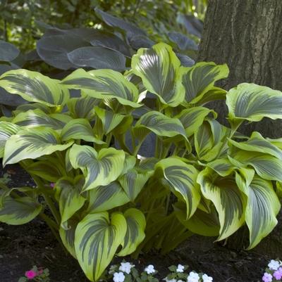 Hosta Fortunei Aureomarginata