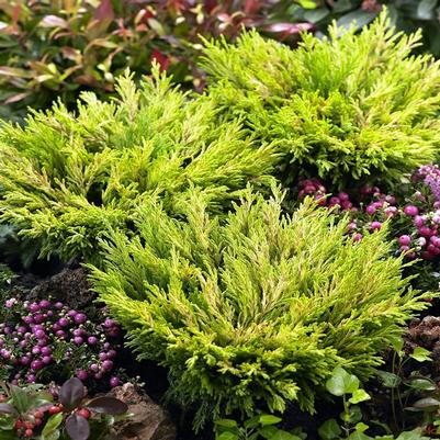 Juniperus horizontalis Lime Glow