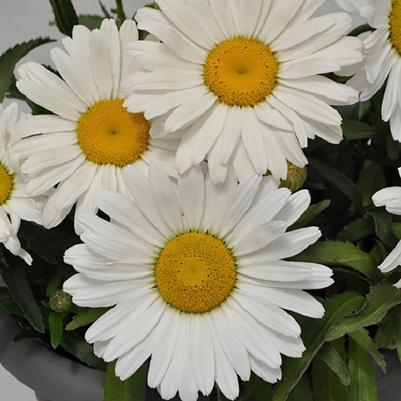 Leucanthemum x superbum Lancaster Betsy™