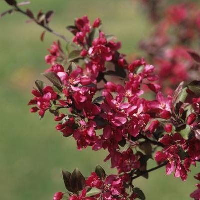 Malus Profusion