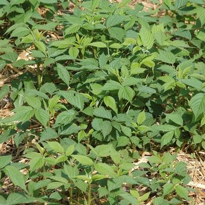 Rubus idaeus Heritage