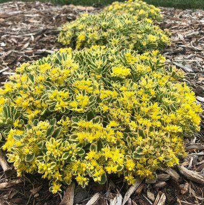 Sedum Rock 'N Low® Boogie Woogie