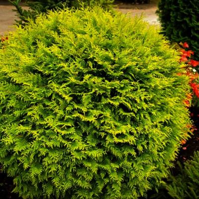 Thuja occidentalis Golden Globe