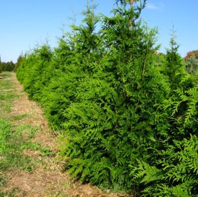 Thuja standishii x plicata Green Giant