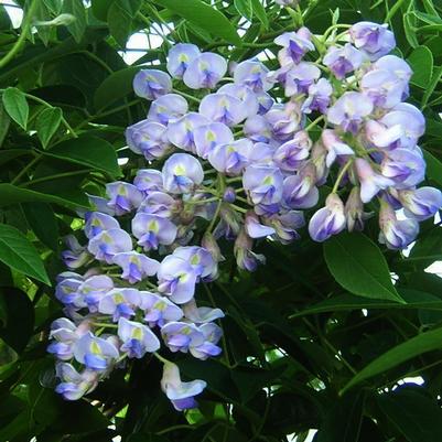 Wisteria macrostachys Aunt Dee