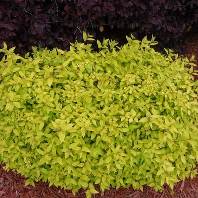 Spiraea japonica Gold Mound