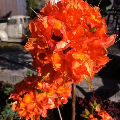 Rhododendron Northern Lights hybrid Mandarin Lights