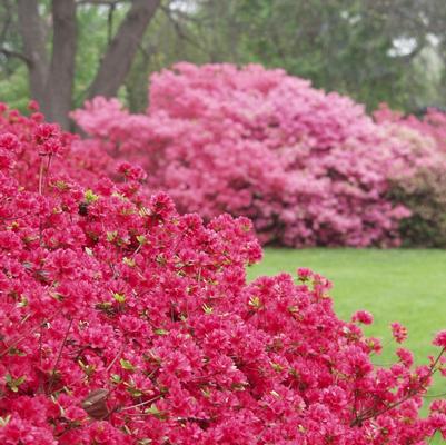 Rhododendron Kurume Hybrid Hino-Crimson