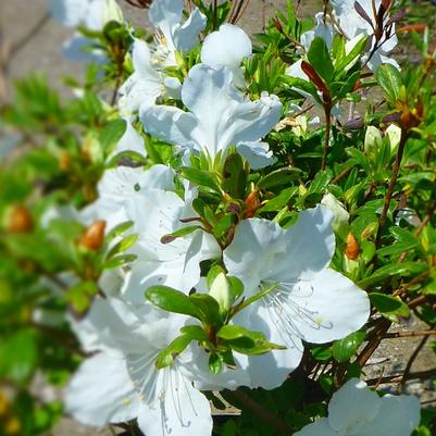 Rhododendron Girard hybrid Girard's Pleasant White