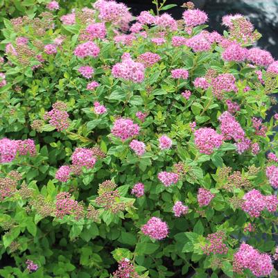 Spiraea japonica Little Princess