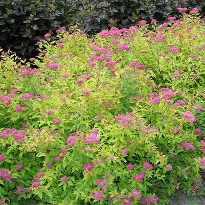 Spiraea japonica Magic Carpet