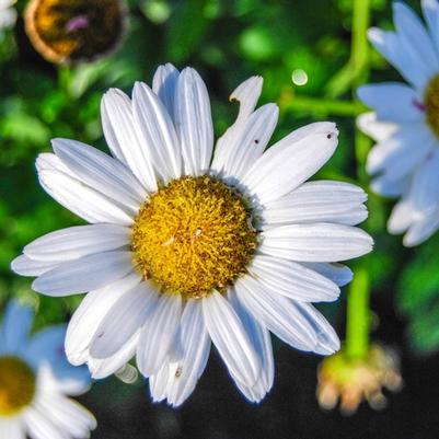 Leucanthemum x superbum Snow Lady