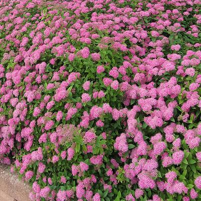 Spiraea x bumalda Anthony Waterer