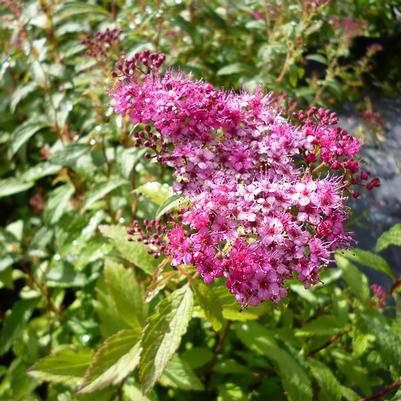 Spiraea x bumalda Dart's Red